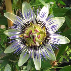 Passion flower, Blue